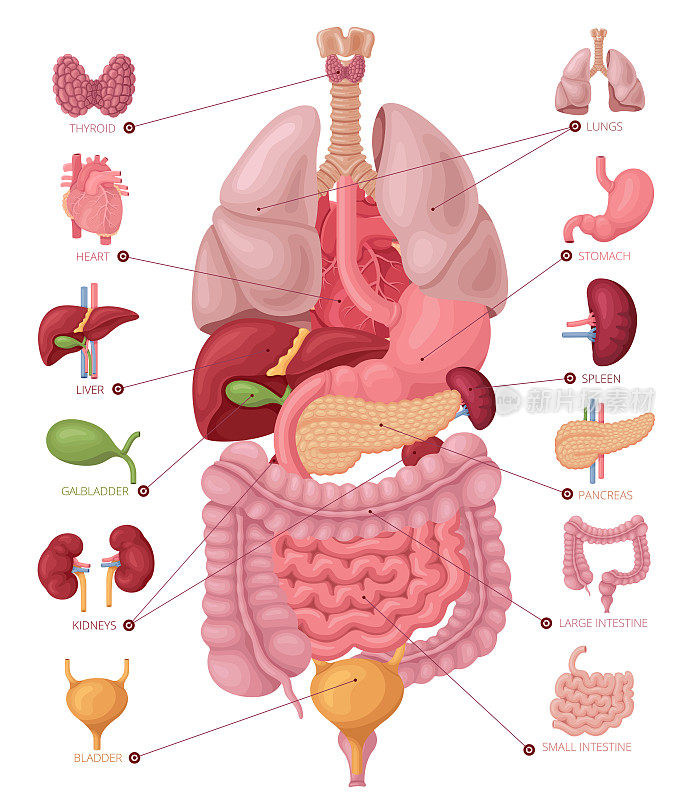 Human anatomy. Infographic elements.